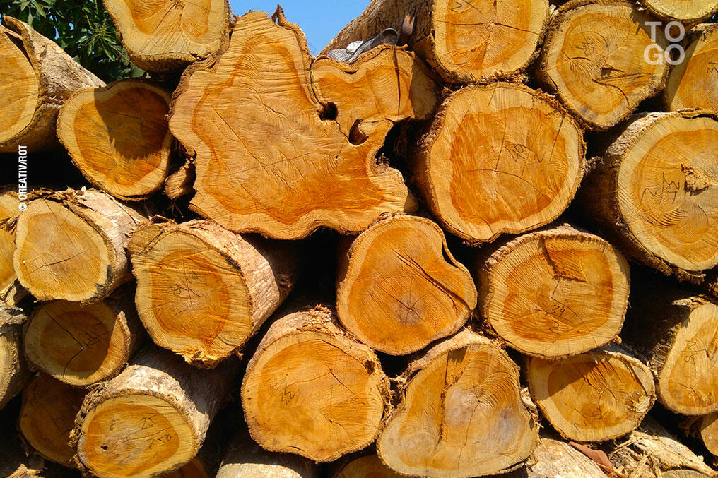 Comprendre-le-teck-Le-bois-le-plus-résistant-au-monde Ateliers du bois vivant